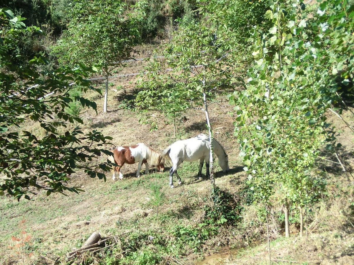 Apartamento En Pleno Montseny Mas Romeu Turisme Rural Arbucies Ngoại thất bức ảnh